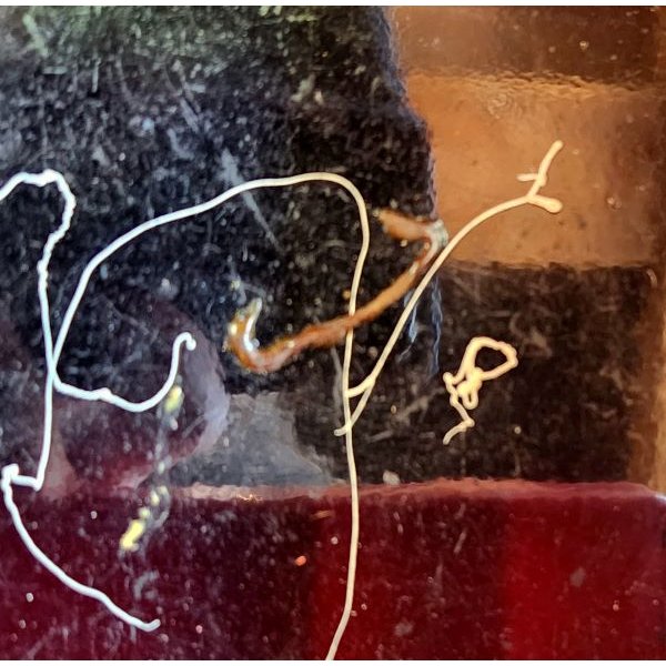 画像5: WATERLOO　タックルボックス