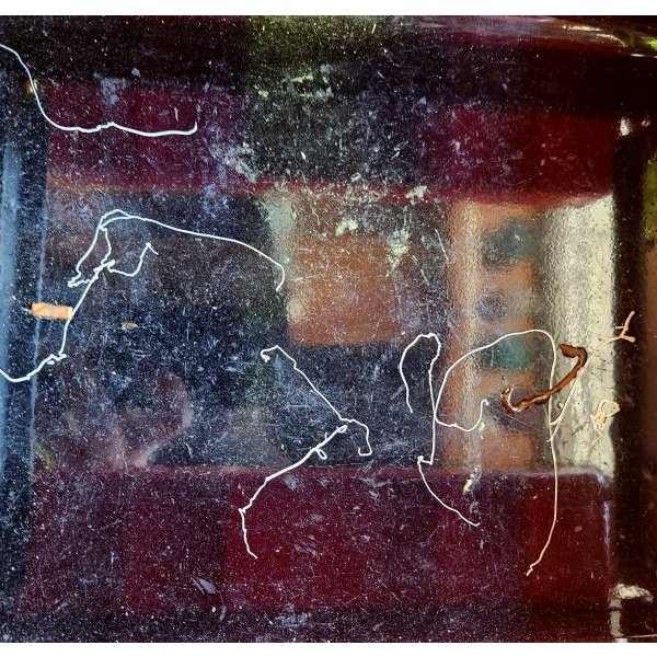 画像6: WATERLOO　タックルボックス (6)